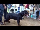 Rottweiler Dog At YMCA Dog Show