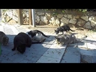 CATS HOLON ISRAEL  ינואר 2014