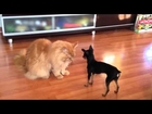 Toy Terrier mini and Maine Coon