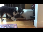 Dog Opens Dog Proof Container