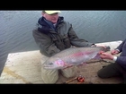Fly fishing- 20lb Steelhead/ Rainbow Trout