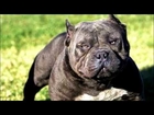 Top 20 Most Aggressive Dogs