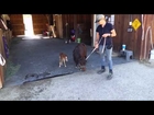 Baby miniature horse chasing a person 2