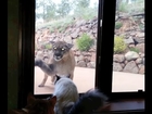 Brave Pet Cat Stands Up To Mountain Lion - Cute Cats VS Mountain Lion