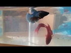 Female betta fish spawning without the 