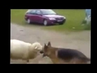 Win Fail Compilation: Fail Compilation 2014, Top 5 Funny Fail Dog Fight Compilation 2014