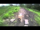 Woods Trail Running with Yorkshire Terrier - GoPro Hero