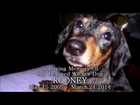 in memory of our mini dachshund 