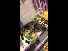 Lost cat rolling around in catnip toys in pet store!