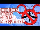 Why Are There No Mosquitoes at Disney World?