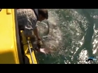 Fisherman hooks an eight-foot, 450lb porbeagle shark