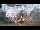 Water snake at Falls Lake