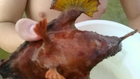 bizarre frog fish caught in the gulf of mexico