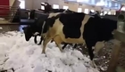 Cows go nuts in snow