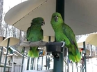 Amazon Parrots Arguing like an old married couple.  Parrot Mountain in Gatlinburg, Tn