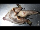 ‘Alien’ fish with human nose and huge feet is found ‘walking on the seabed’