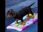 Surfing puppy