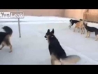 Funny Videos   Funny dogs compilation  One big happy family !! Funny
