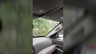 Crow In My Car
