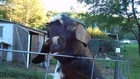 Male goat sensualizes for visitors in Zoo