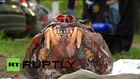 Russia: Big cat’s frozen HEAD found in raid on illegal animal smuggling ring