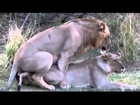Big Cats Mating   Lion Tiger Jaguar LOVE