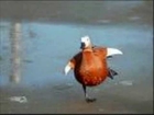 Weird Al Yankovic - I want a new duck