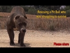 Rescuing a scared stranded Pit Bull who was struggling to survive.  Please share.