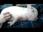 Lungrin mini pig gets his belly rubbed