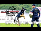 Top 10 Best Guard Dog Breeds