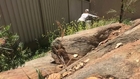 Snake Catcher Chases Down Deadly Brown Snake in Adelaide