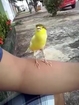 Cute Little Bird Has Heard To Many Video Games