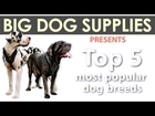 Top 5 Most Popular Dog Breeds