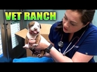 Broken Jaw Puppy Rescued