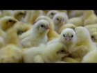 What is factory farming? - LAYING HENS