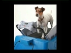 DogTread PZ 1701 Small Dog Treadmill - Without K9 Fitness Program