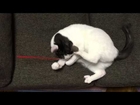 猫じゃらしと踊り狂う猫　Cat dances crazy with cat feather toy.