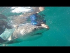 Perth activists rescue hooked shark