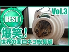 面白い猫動画　Most Hilarious funny Cat vide compilation Vol.2