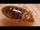 Bed Bug Exterminators in CT - Affordable Treatment - Reviews & Best Service & Prices