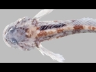 New Big-Headed Fish Species Found in U.S. Mountain Rivers