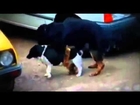 Big Black Dogs Mating with Small Dogs