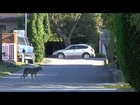 Coyote Goes After Small Dog in Backyard