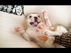 French Bulldog Can't Roll Over - Wrestling Puppy Cant Roll Over