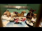 24 Chihuahuas and 2 Kids Covered in Feces Get Rescued from Hoarder's Home
