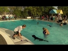 Dogs love to swim in pools