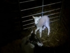 Raw: Five-legged Lamb Born at Farm in Wales