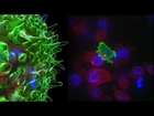 Killer T Cell: The Cancer Assassin