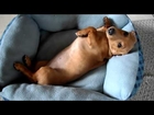 Peanut, the mini dachshund,  trying to wake up