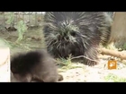 bébé porc épic Porcupine baby Zoo sauvage de St Félicien